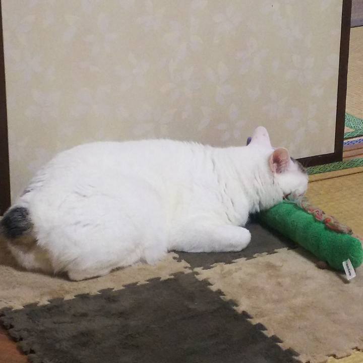 36c7bf7c a316 4676 931f 1b0d02bbebe3 1574589819061