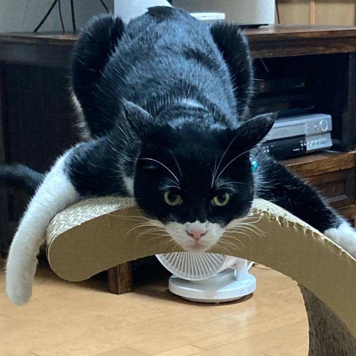 36c81a89 433c 4066 82f7 80d5e90686d0 1762499316780