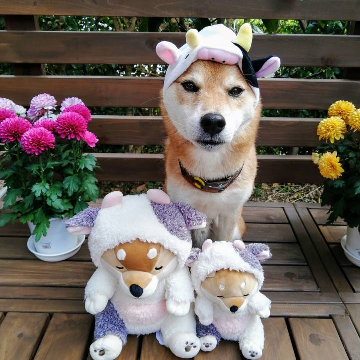 36ce0c9b 2c75 4253 87f8 3fd89ec09a38 1606701210595