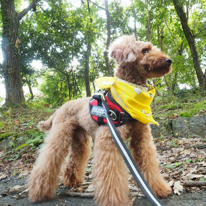 36d56aac 71e8 4b11 bff2 b9febd370fbf 1507519066225