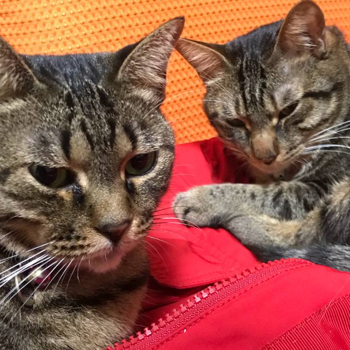 36d70ece da53 415b 9db6 579e572a73be 1562503472550