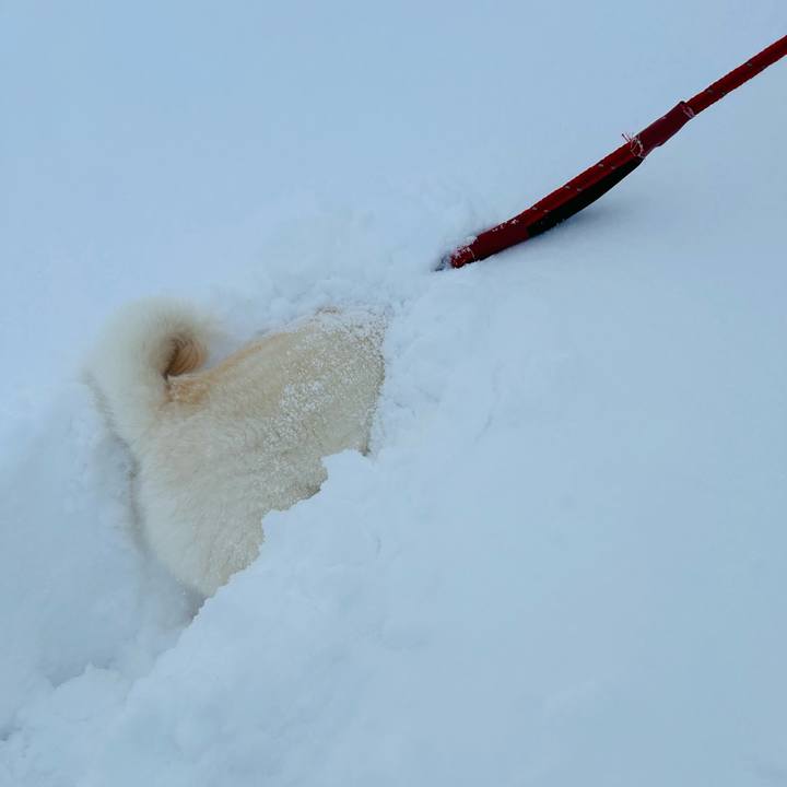 36d9bfde 8464 4036 9e83 2dc71ae8b825 1707606916769