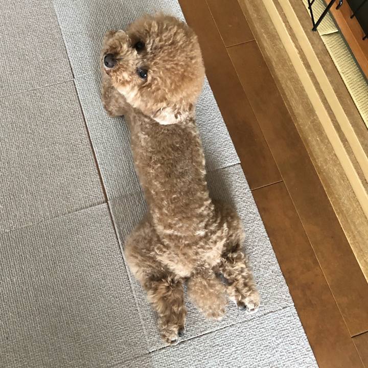 36dcbff4 81da 40cc b442 c971ed309c7c 1591318165337