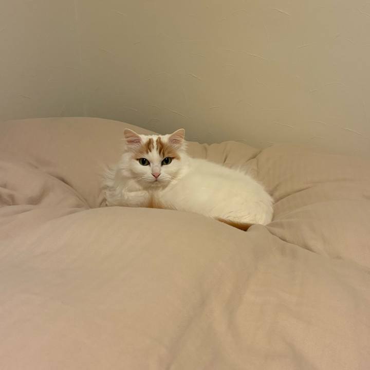 36e243e2 7236 40e8 acc2 a885a503a05d 1770867716733