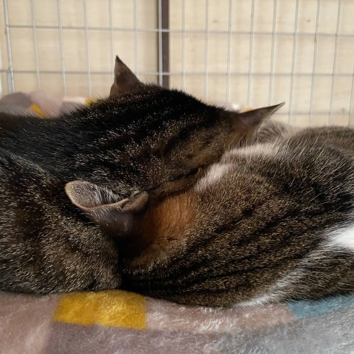 36e3b4aa 486e 430a b3ba 8830452eb82f 1615935144943