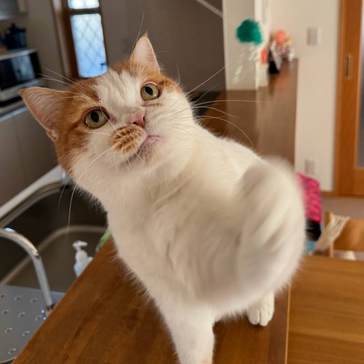 36e4ceeb 4cde 40fc b728 69126253babe 1763519186459