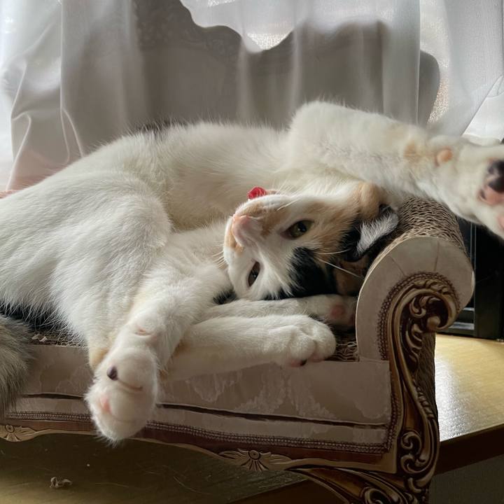 36e5c9ac 5c84 42ab b2d4 9679497916e7 1686130449297