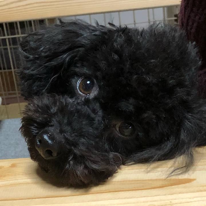 36e5d43c dfc1 44d1 899a caf872821388 1583650230409