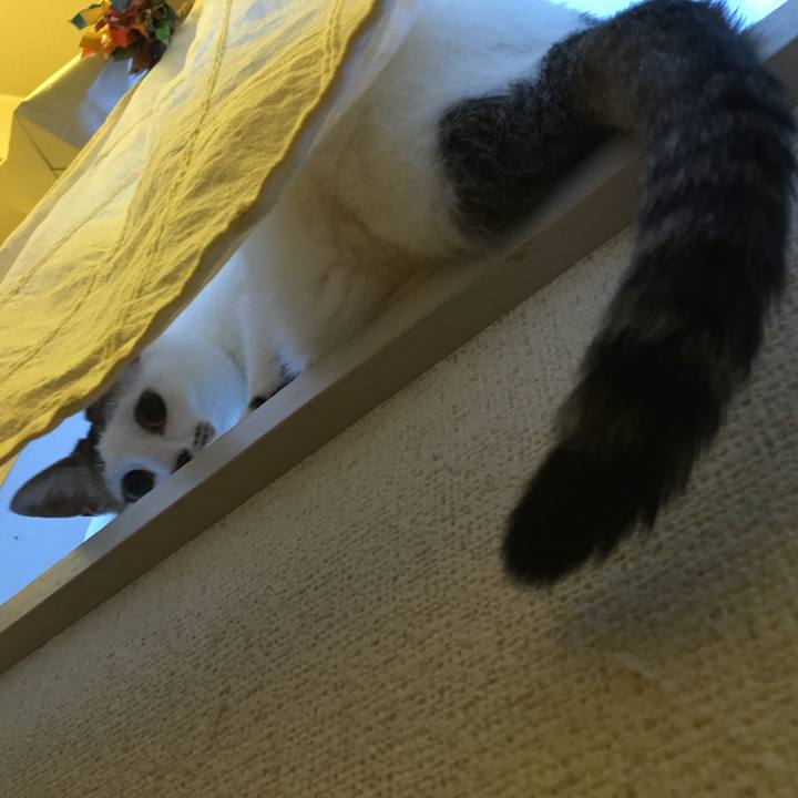 36e97efd 83f4 42a6 9569 0efa1002402e 1529093030217