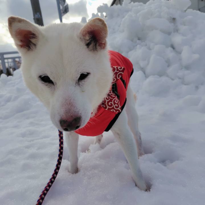 36eee348 57c9 4a32 8753 21e30035761c 1769580468754