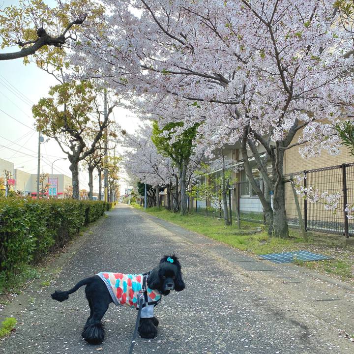 36f0dca7 fae4 4b80 94f1 1cbb07af696f 1587029061153