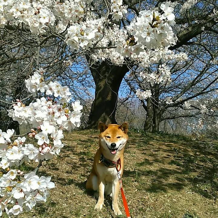 36f808bc 0eac 4493 acae dc2efb44ae85 1554451203490