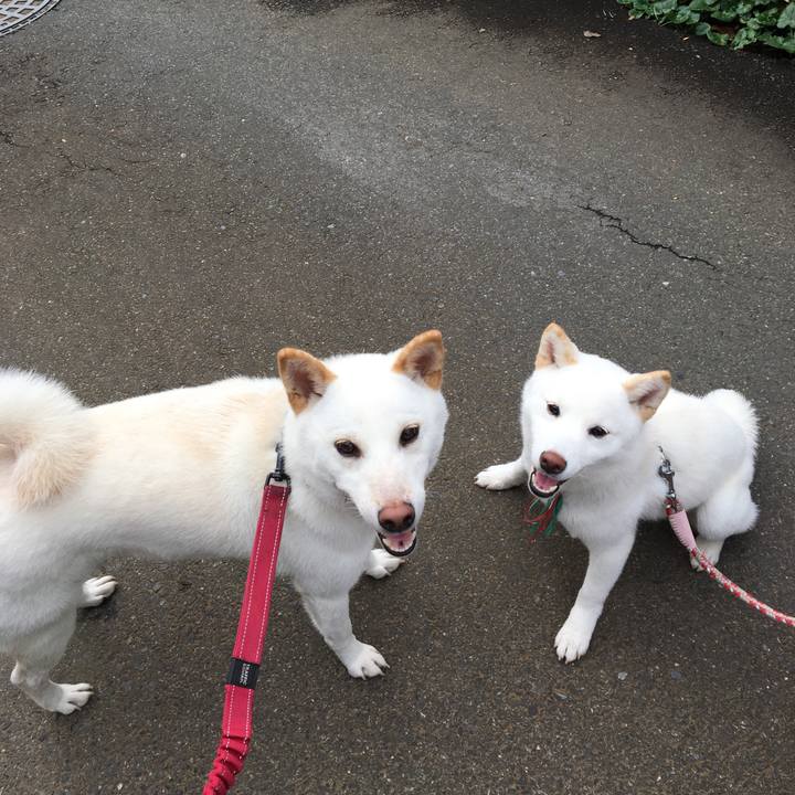 36f9a09c a6f0 4f28 a580 736ea0a8eef7 1544173642442