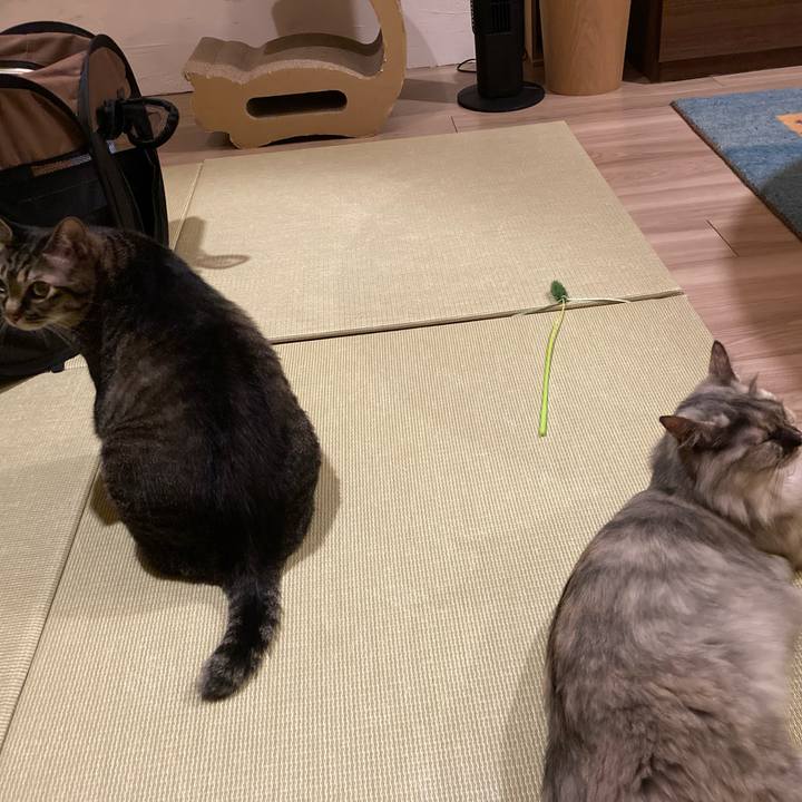 36ffcd5f 8fe7 4b13 8a82 a08c821cdbec 1748004369317