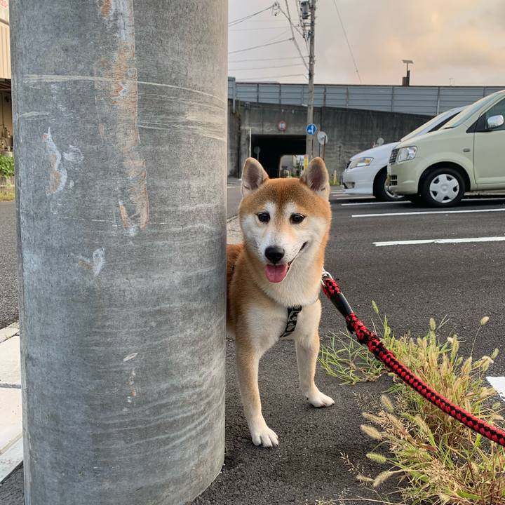 37031b9c 374c 412d af48 048c7b4dcfd7 1603923759648