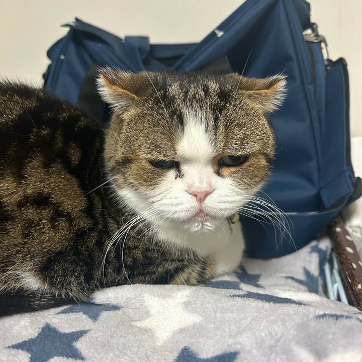 370b6644 9909 4488 8ae1 1fc60d7aebeb 1762383179713