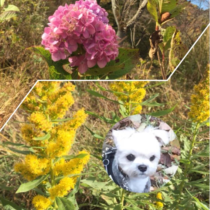 370bb50e 0eef 430f a335 dfb63791bd31 1511263019943