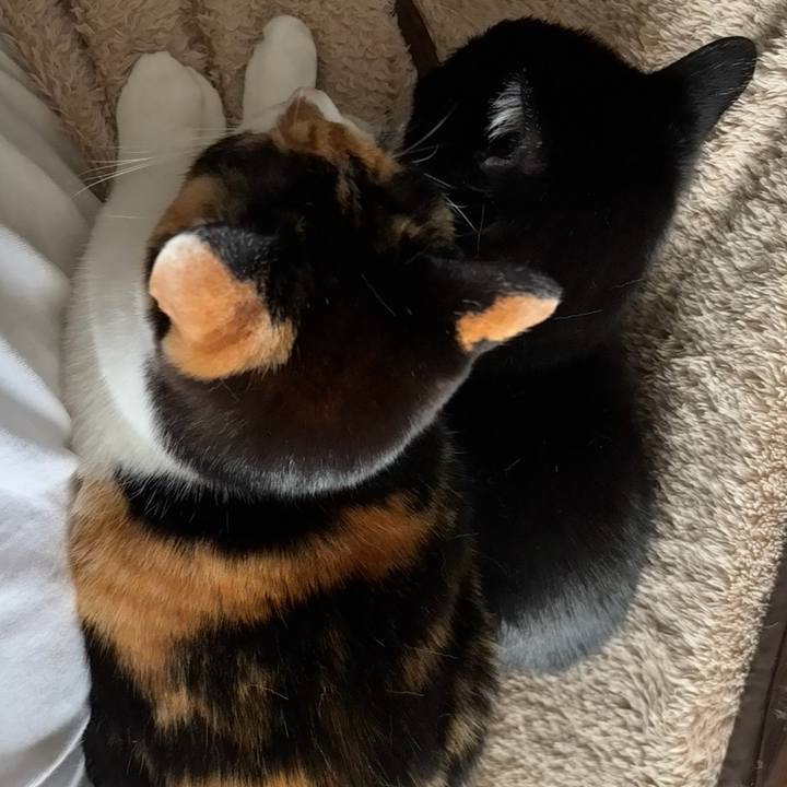 370d5ba3 e7c8 4a63 8685 df958820931e 1762989971829