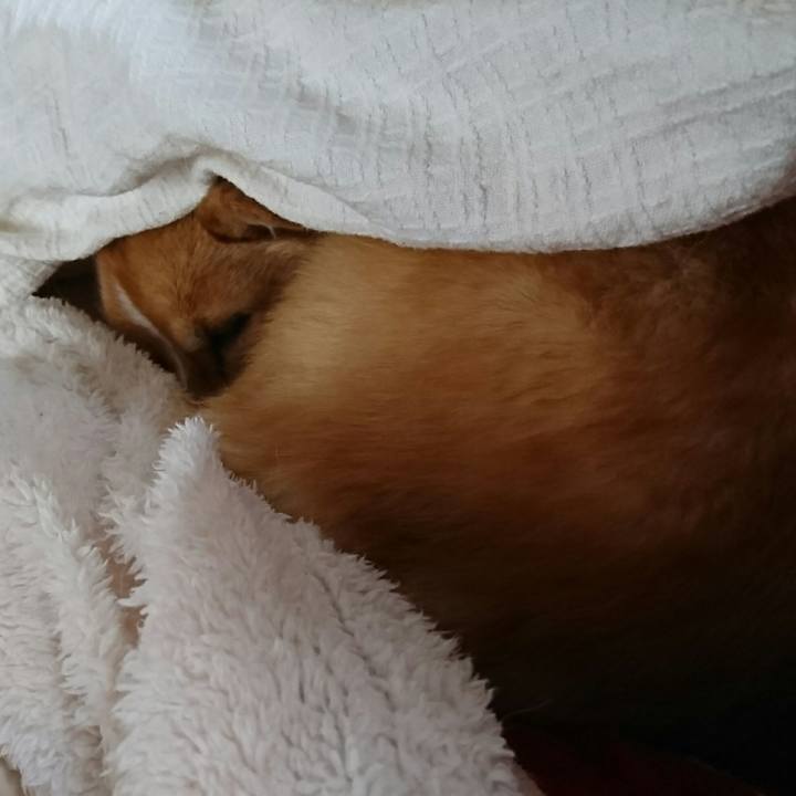 3711d620 34db 4282 86cb f0d2b91cc9c1 1517463947573