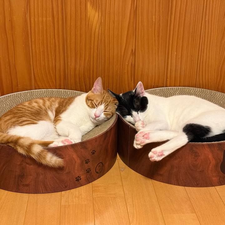 3711ffdd a906 468f a461 c6607e452f56 1761024276232