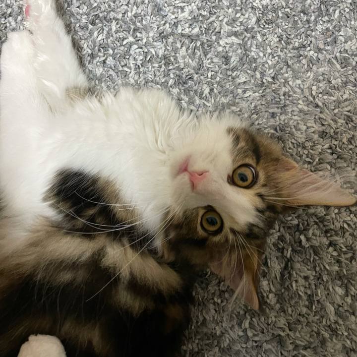 371379d6 ea4d 42e0 bd1f a06d47998eee 1633341667421