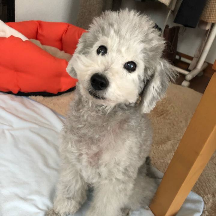 371b7dce 0689 4d99 94e7 09af2d918574 1545278341475