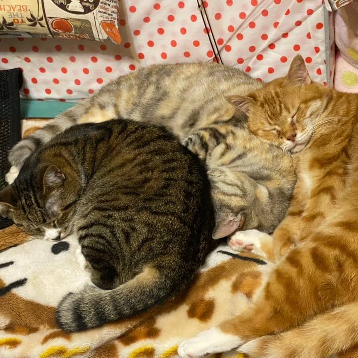 371cc3e7 15e3 4246 acd2 1b09eb470234 1620662902309