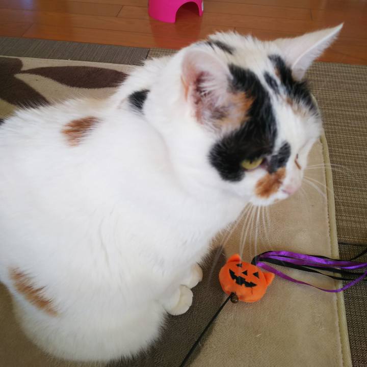 371dd4f9 1332 40dc 82d6 d1bfbc549f11 1572475458778