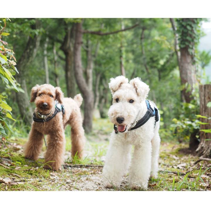 37216bdf 9768 4443 9bfa 20f9ede977a1 1597243591059