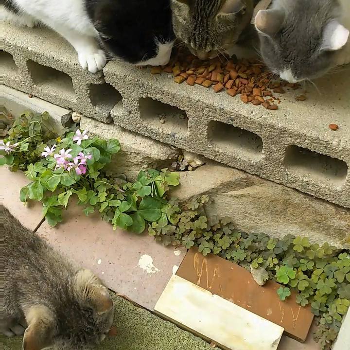 37235e5a c342 4869 94ea d3ab8f2b988e 1525844331422