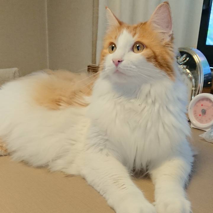 3724dd3d ce84 4845 a216 edec8e670cee 1531822262401