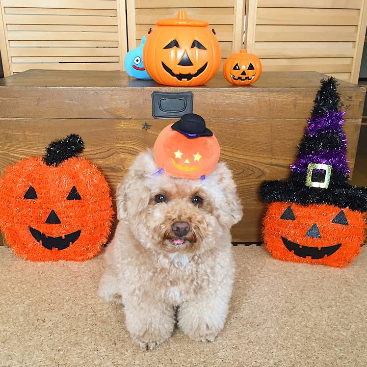 372b3994 5a31 4bc0 ab26 6cedf2763e43 1509399396782