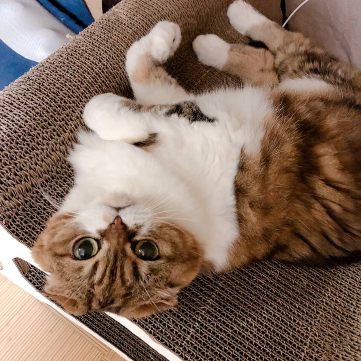 372f0a41 0f2e 4172 af68 648fb1886c13 1564749446567