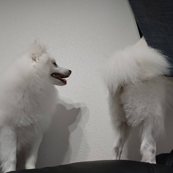 372f6071 472c 41a7 96d2 c8e033ab8114 1556198375227