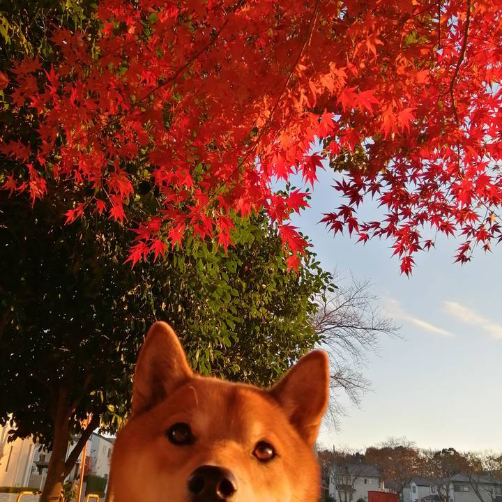 372f771b 86bb 4552 bb6c f6b34a401aa0 1607240526400