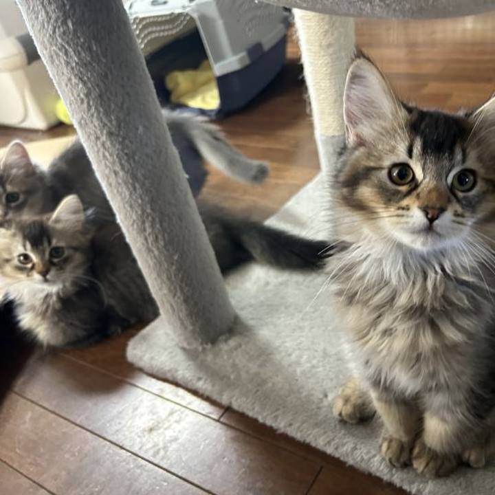 3732ee79 4cea 4e4a badb 7162dd54d364 1752706030763