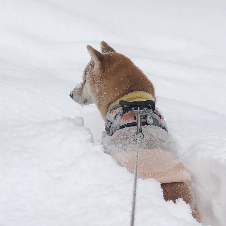 37340bb8 1a07 4e3c b0dd eba8a690227f 1549500493682