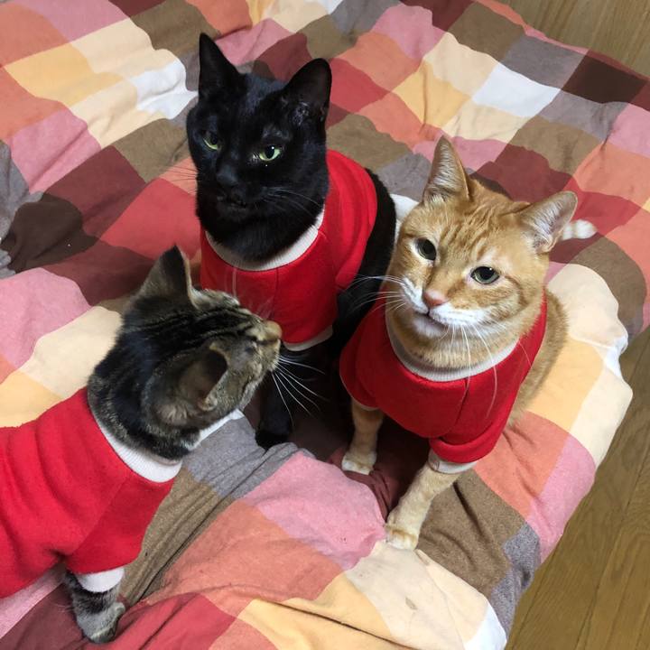 3739afc9 e74e 4427 9115 0764cc098f2e 1733003355529