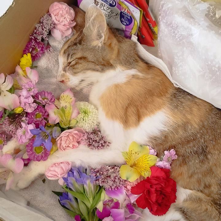 3739cc8c 0f8c 4eef 9fc2 745ad12cdf49 1761193364850