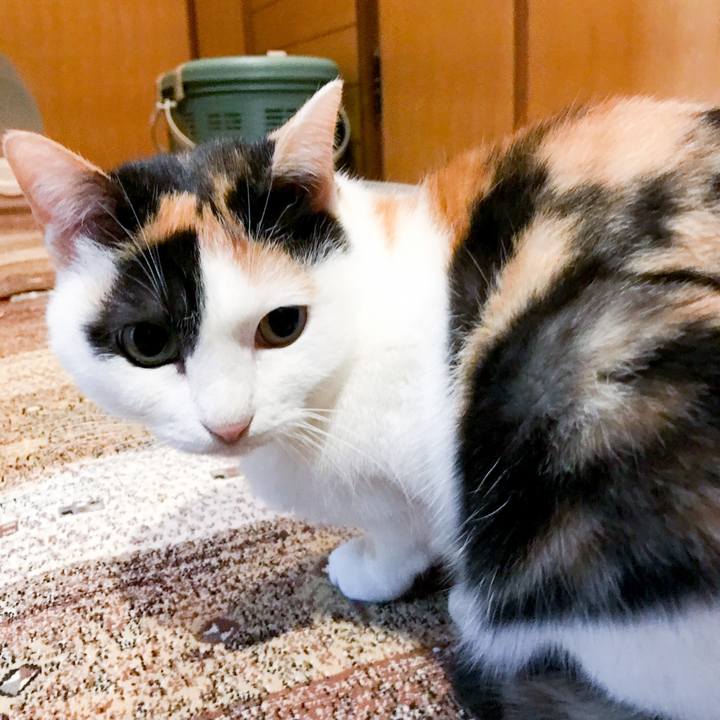 373d7175 e4de 4a5c 817a 7f31619c1e6a 1515975915944