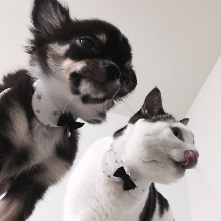 373e58d1 8b88 48bc b30c 6d1c20265461 1508762429913