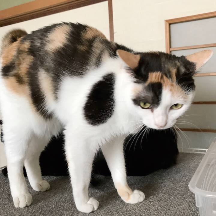 37403171 a08b 4958 b764 7ee14a61401f 1532651376037