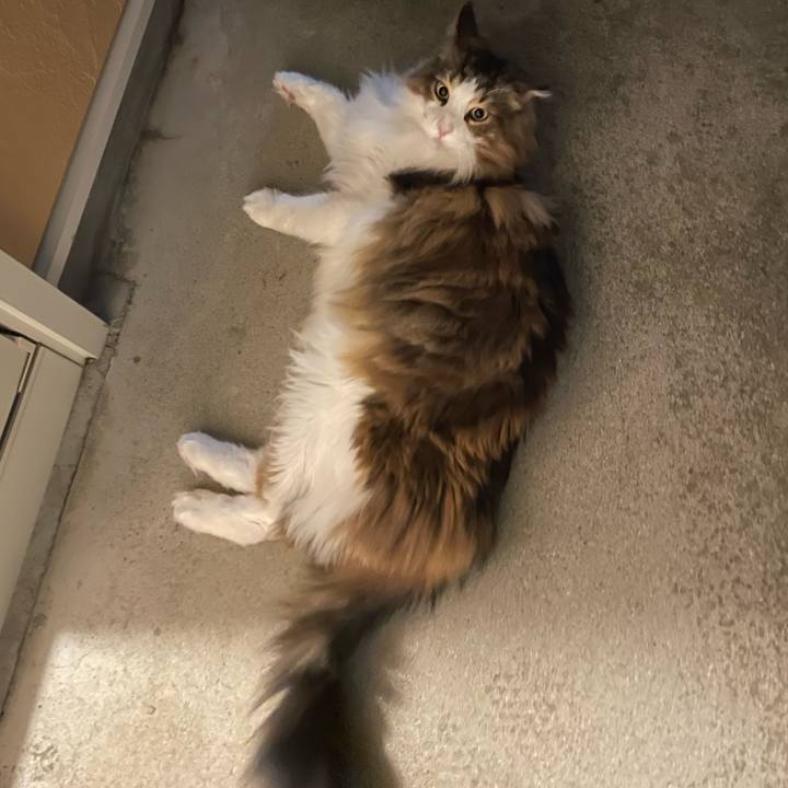 3742b0dd e8e1 492f 8e71 1d123bdb7690 1739059507316