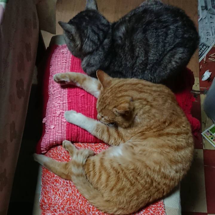 37464066 e037 4011 82c1 65c22b4b3118 1554725621841