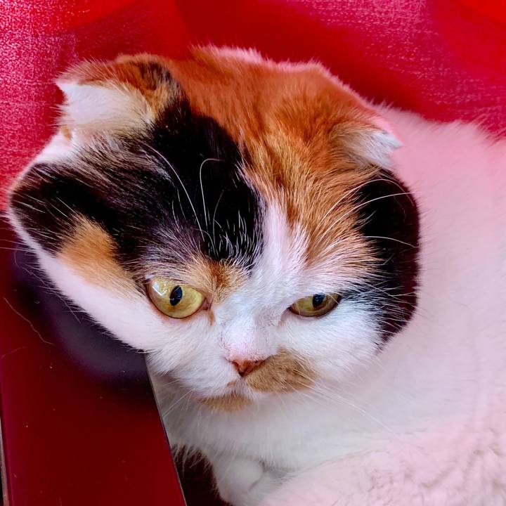 374721c8 8538 4147 88e3 f83b067d8082 1564786164813