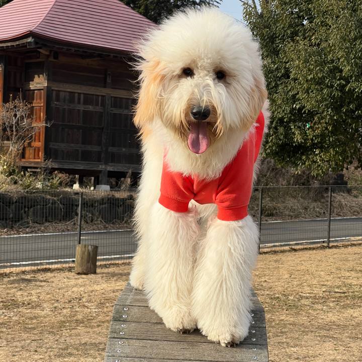 374779a3 831e 4c4f a661 930798fb43dd 1736672423453