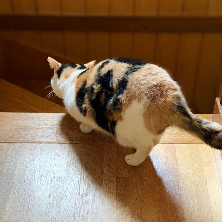 3747aba9 bb71 4145 a1b7 bcf5cec20037 1549861007081