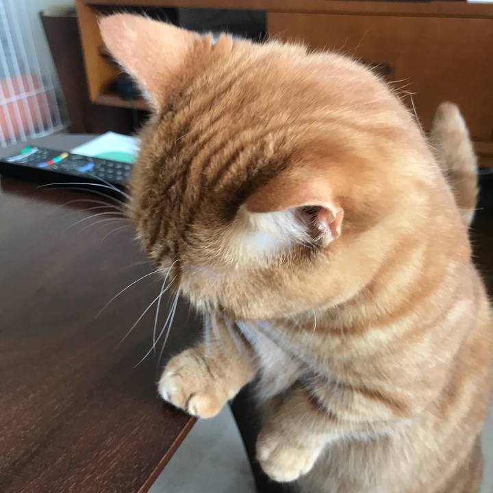 3748ba38 b8e1 4f56 b242 a24980c3b66d 1529975938362