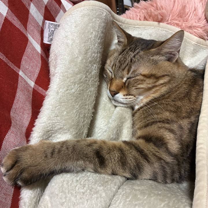 374a6cab 7c81 456b a469 00967637797a 1761661967002