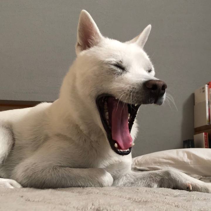 374a8c4e d529 4d48 bc3a 78c5459a8796 1583454382730